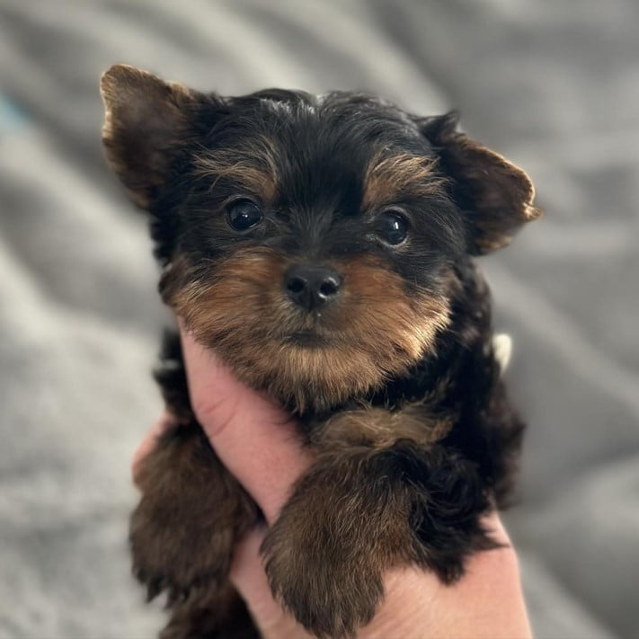 #1 Teacup Yorkies for Sale - Happy Yorkies