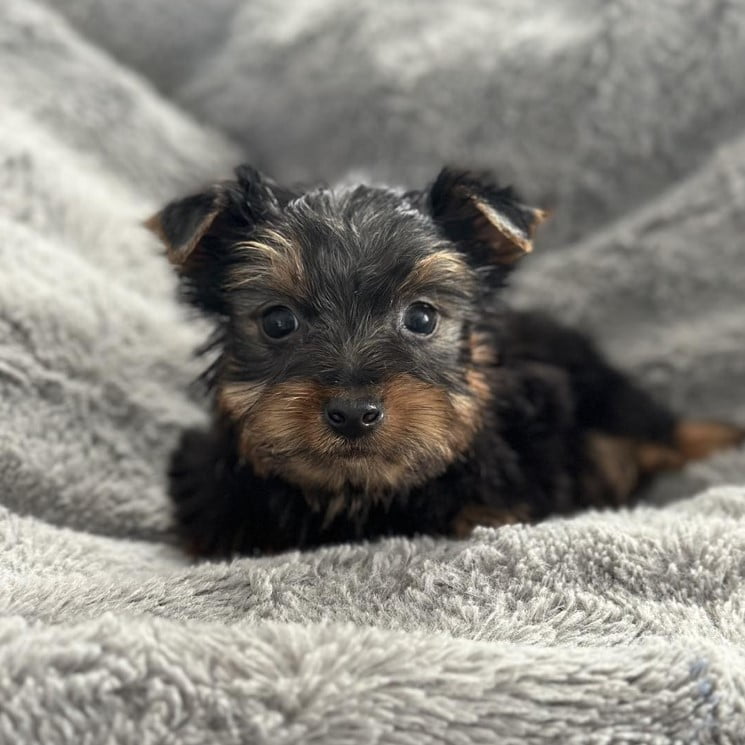 #1 Teacup Yorkies for Sale - Happy Yorkies