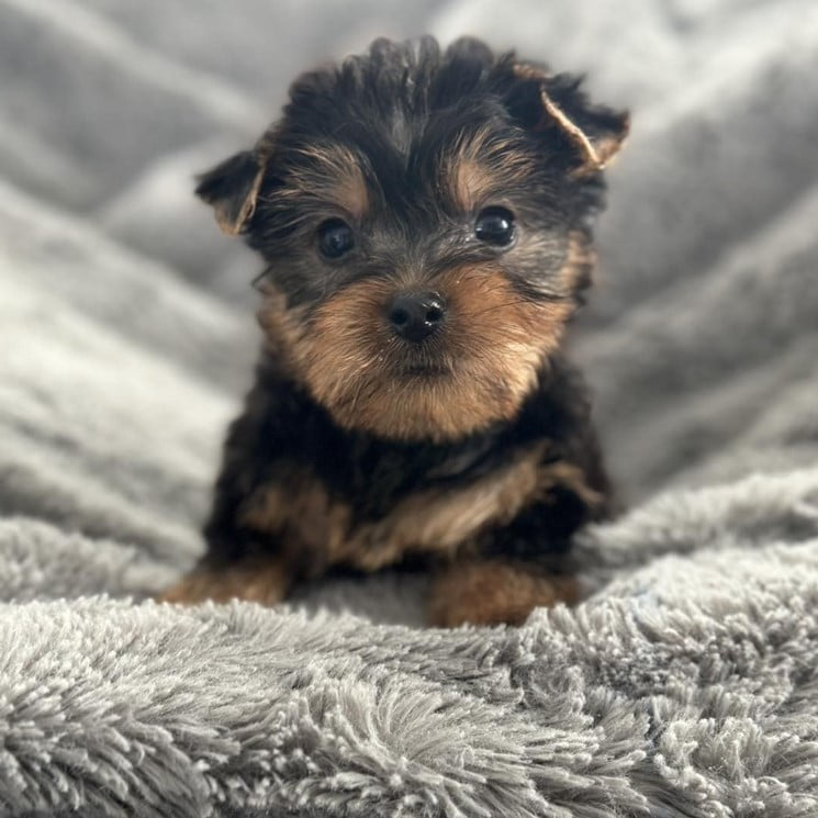 #1 Teacup Yorkies for Sale - Happy Yorkies