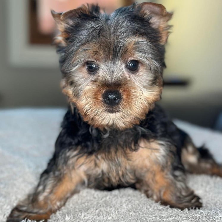 #1 Teacup Yorkies for Sale - Happy Yorkies